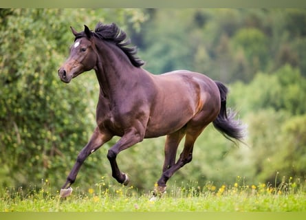 Duits sportpaard, Merrie, 6 Jaar, 158 cm
