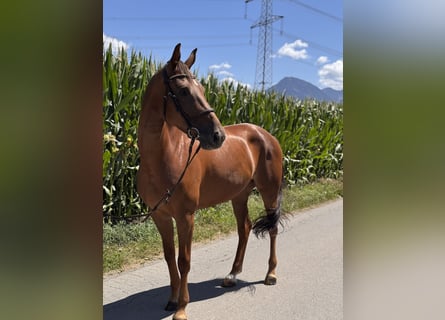 Duits sportpaard, Merrie, 6 Jaar, 165 cm, Donkere-vos