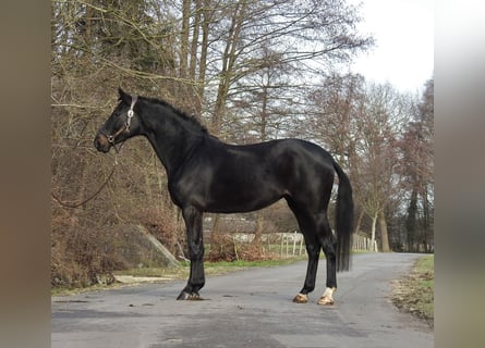Duits sportpaard, Merrie, 6 Jaar, 166 cm, Donkerbruin