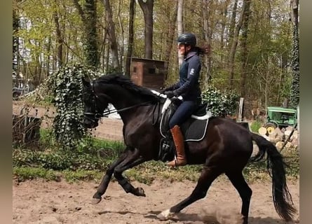 Duits sportpaard, Merrie, 6 Jaar, 166 cm, Zwart