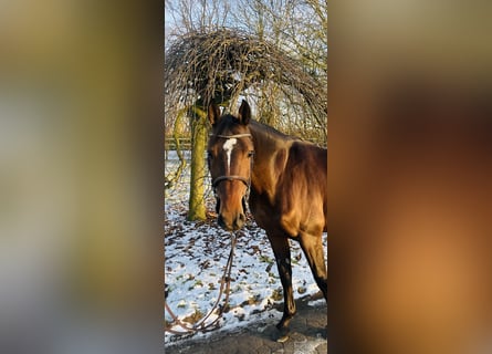 Duits sportpaard, Merrie, 6 Jaar, 167 cm, Brauner