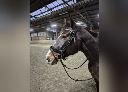 Duits sportpaard, Merrie, 6 Jaar, 167 cm, Bruin