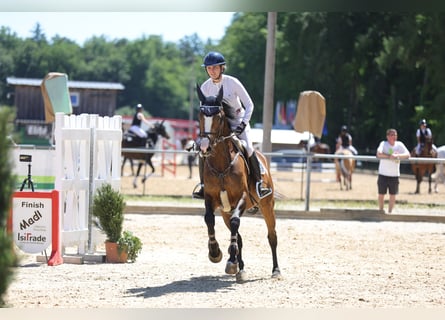 Duits sportpaard, Merrie, 6 Jaar, 167 cm, Donkerbruin