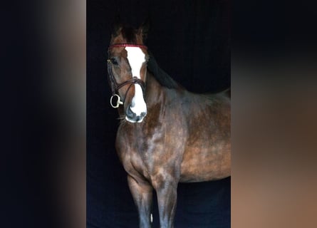 Duits sportpaard, Merrie, 6 Jaar, 168 cm, Bruin