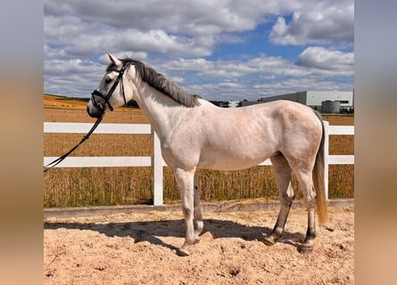 Duits sportpaard, Merrie, 6 Jaar, 168 cm, Schimmel