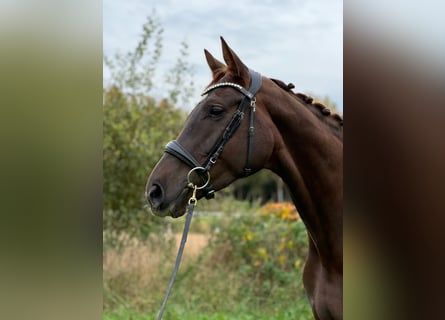 Duits sportpaard, Merrie, 6 Jaar, 169 cm, Donkere-vos