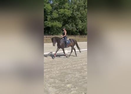 Duits sportpaard, Merrie, 6 Jaar, 170 cm, Bruin
