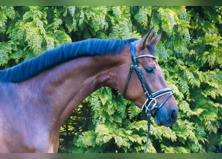 Duits sportpaard, Merrie, 6 Jaar, 170 cm, Bruin