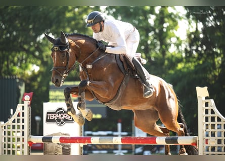 Duits sportpaard, Merrie, 6 Jaar, 170 cm, Bruin