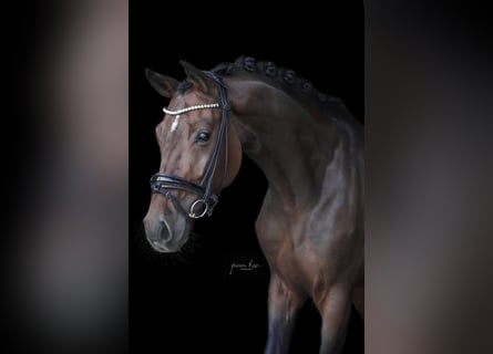 Duits sportpaard, Merrie, 6 Jaar, 170 cm, Donkerbruin