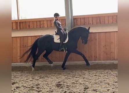 Duits sportpaard, Merrie, 6 Jaar, 172 cm, Zwart