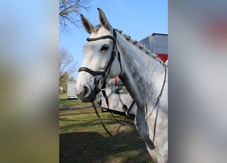 Duits sportpaard, Merrie, 6 Jaar, 173 cm, Schimmel