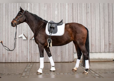 Duits sportpaard, Merrie, 6 Jaar, 177 cm, Donkerbruin