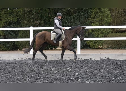 Duits sportpaard, Merrie, 6 Jaar, Zwart