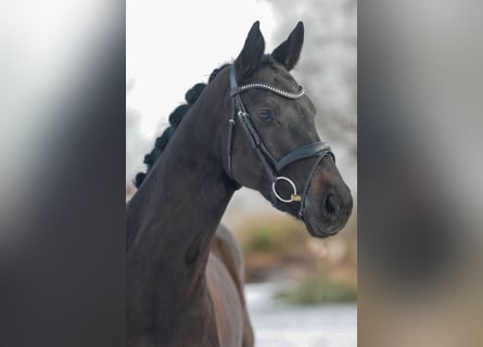 Duits sportpaard, Merrie, 7 Jaar, 164 cm, Donkerbruin