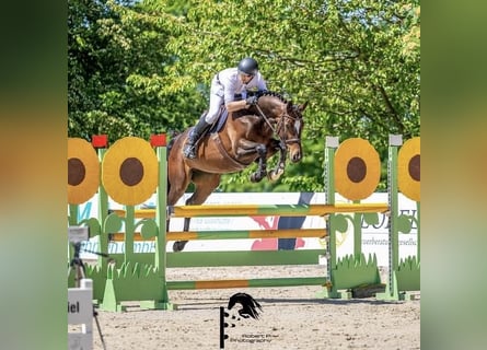 Duits sportpaard, Merrie, 7 Jaar, 165 cm, Bruin