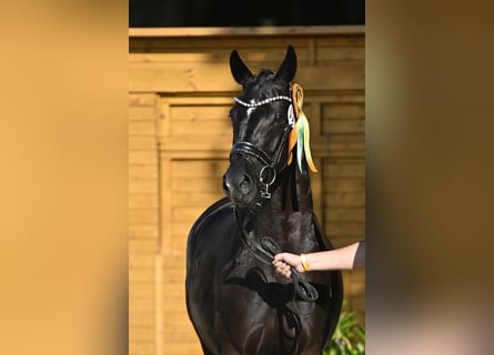 Duits sportpaard, Merrie, 7 Jaar, 166 cm, Zwart