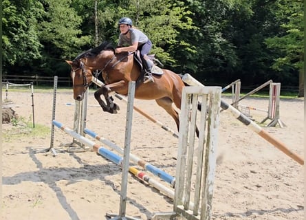 Duits sportpaard, Merrie, 7 Jaar, 167 cm, Bruin