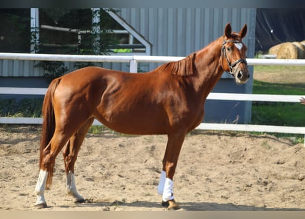 Duits sportpaard, Merrie, 7 Jaar, 168 cm, Vos