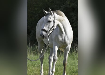 Duits sportpaard, Merrie, 7 Jaar, 170 cm, Schimmel