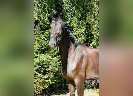 Duits sportpaard, Merrie, 7 Jaar, 170 cm, Zwart