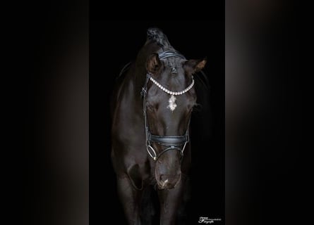 Duits sportpaard, Merrie, 7 Jaar, 171 cm, Zwart