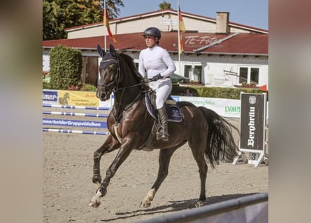Duits sportpaard, Merrie, 7 Jaar, 172 cm, Zwart