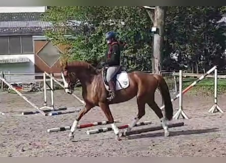 Duits sportpaard, Merrie, 7 Jaar, 174 cm