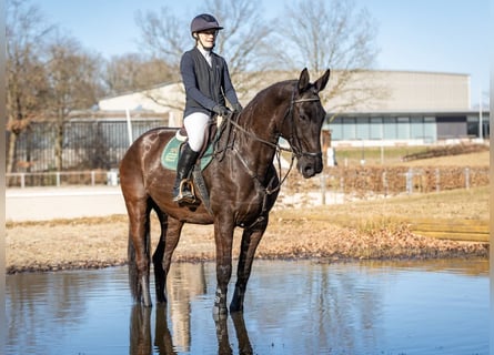 Duits sportpaard, Merrie, 7 Jaar, 174 cm, Zwart
