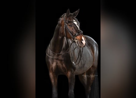 Duits sportpaard, Merrie, 8 Jaar, 164 cm, Donkerbruin