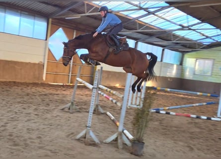 Duits sportpaard, Merrie, 8 Jaar, 167 cm, Bruin