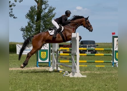 Duits sportpaard, Merrie, 8 Jaar, 168 cm, Bruin