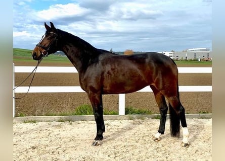 Duits sportpaard, Merrie, 8 Jaar, 168 cm, Donkerbruin