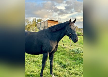 Duits sportpaard, Merrie, 8 Jaar, 172 cm, Zwart