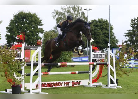 Duits sportpaard, Merrie, 8 Jaar, 174 cm, Donkerbruin