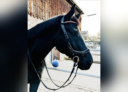 Duits sportpaard, Merrie, 8 Jaar, 174 cm, Zwart