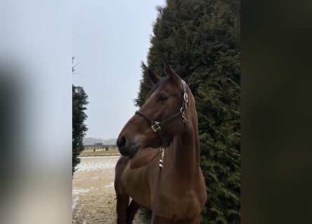 Duits sportpaard, Merrie, 8 Jaar, 178 cm