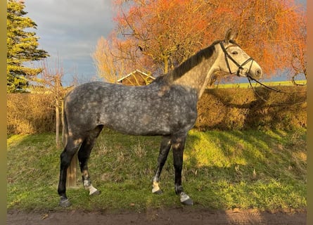 Duits sportpaard, Merrie, 9 Jaar, 168 cm, Schimmel