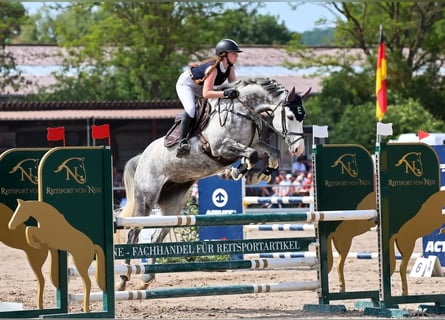 Duits sportpaard, Merrie, 9 Jaar, 168 cm, Schimmel