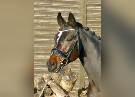 Duits sportpaard, Merrie, 9 Jaar, 170 cm, Donkerbruin