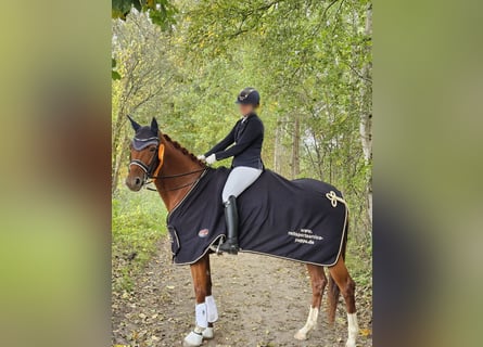 Duits sportpaard, Merrie, 9 Jaar, Vos