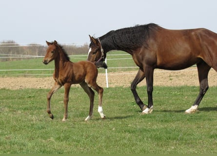 Duits sportpaard, Merrie, Veulen (03/2026), 166 cm, Bruin