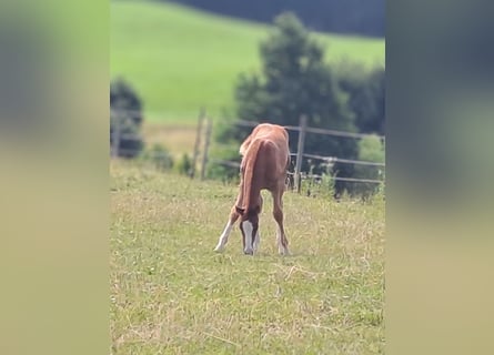 Duits sportpaard, Merrie, Veulen (05/2025), 169 cm, Donkere-vos