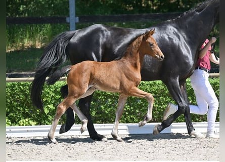 Duits sportpaard, Merrie, Veulen (04/2025), 170 cm, Zwartbruin