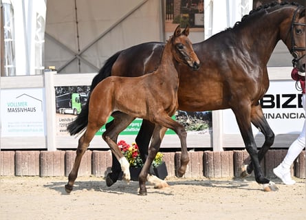 Duits sportpaard, Merrie, Veulen (04/2025), Bruin