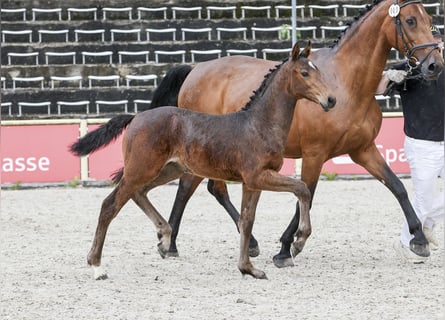 Duits sportpaard, Merrie, veulen (03/2024), Bruin