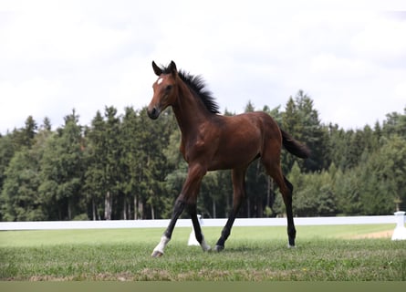 Duits sportpaard, Merrie, veulen (04/2024), Donkerbruin