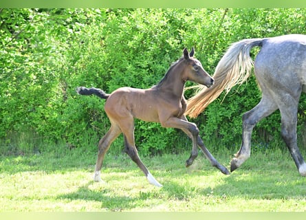 Duits sportpaard, Merrie, veulen (04/2024), kan schimmel zijn