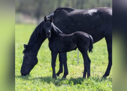 Duits sportpaard, Merrie, veulen (03/2024), Zwart