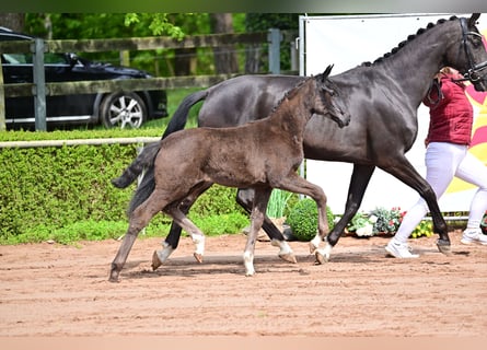 Duits sportpaard, Merrie, veulen (01/2024), Zwart